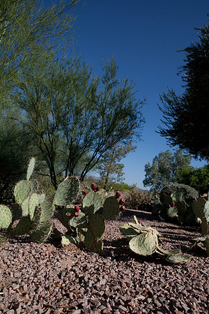 090819_Tucson_0065.jpg