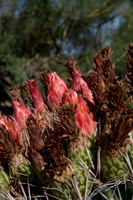 090819_Tucson_0053.jpg