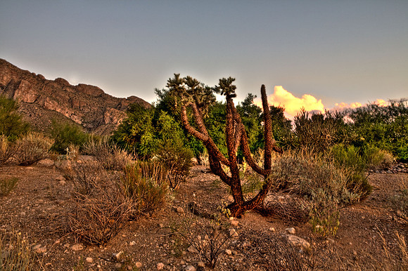 090818_Tucson_0006_7.jpg