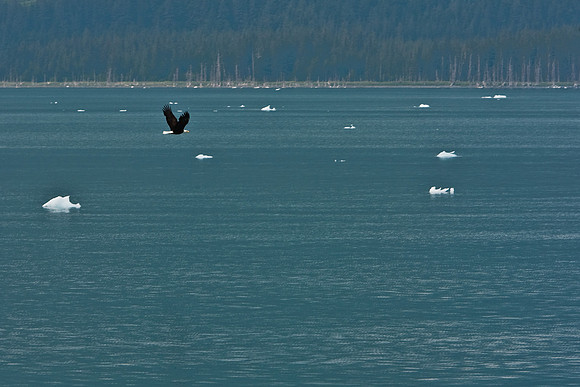 Bald Eagle in Flight - Alaska