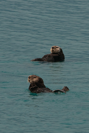Otters Relaxing
