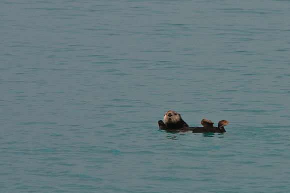 Sea Otter Relaxing